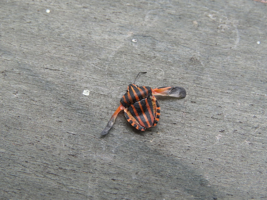 Graphosoma italicum - csíkos pajzsospoloska