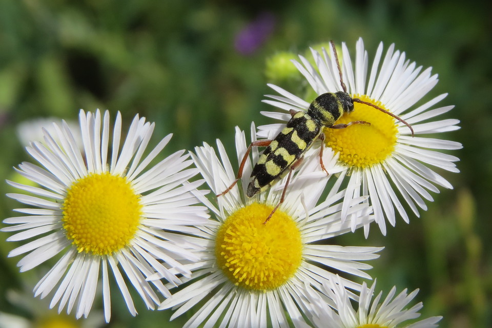 Echinocerus floralis - lucerna-darázscincér
