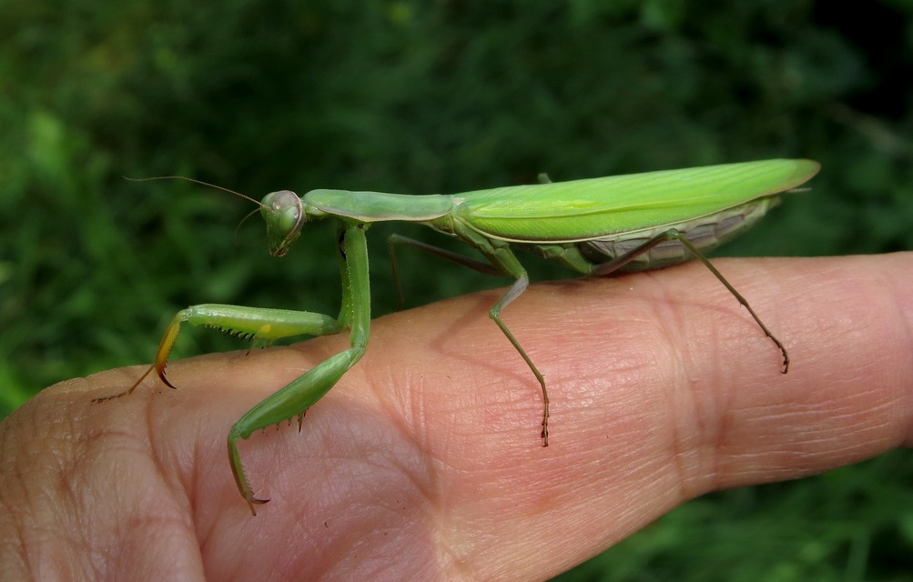 Mantis religiosa - imádkozósáska