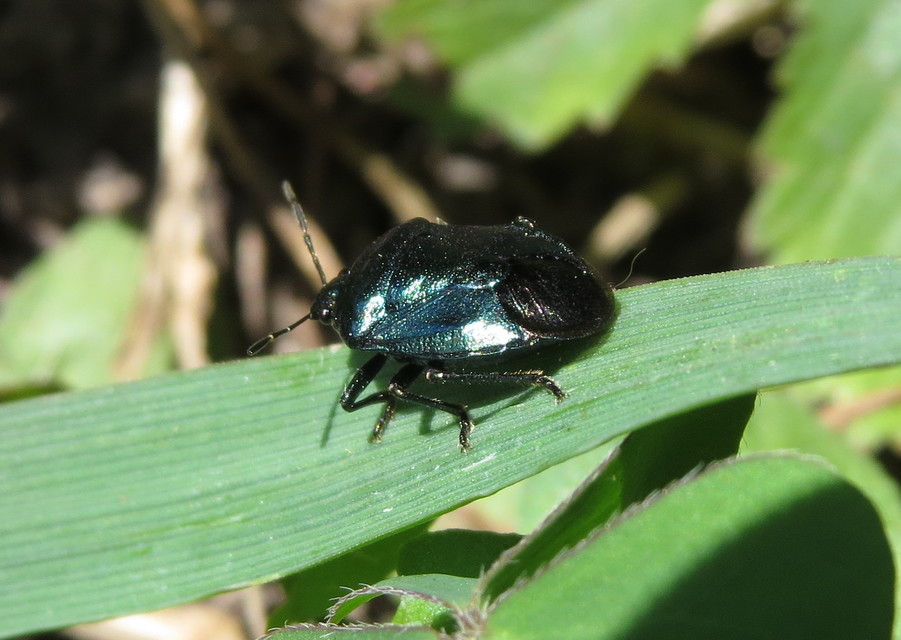 Zicrona caerulea - acélkék poloska Zicrona caerulea - acélkék poloska