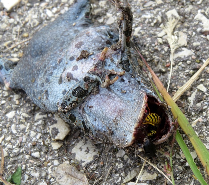 Vespula germanica - német darázs