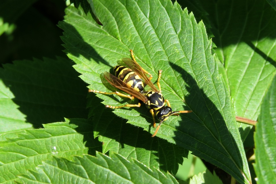 Polistes dominulus - déli papírdarázs