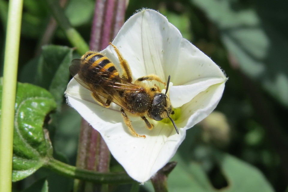 Halictus