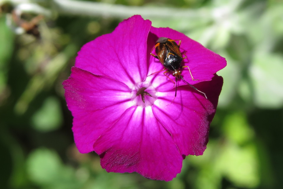Deraeocoris ruber - vöröses mezeipoloska