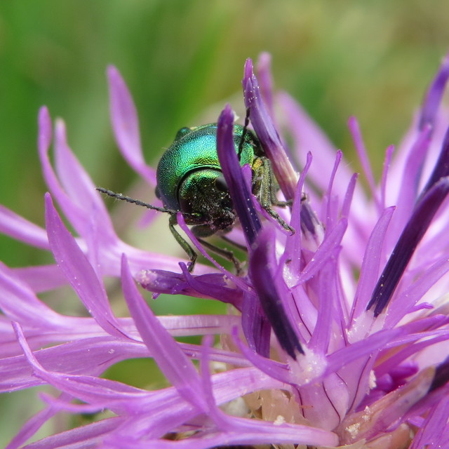 Cryptocephalus sericeus - nagy fészkesbogár