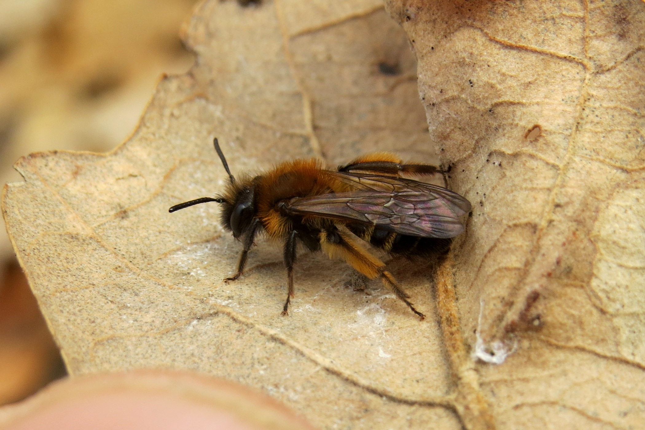 Andrena bicolor