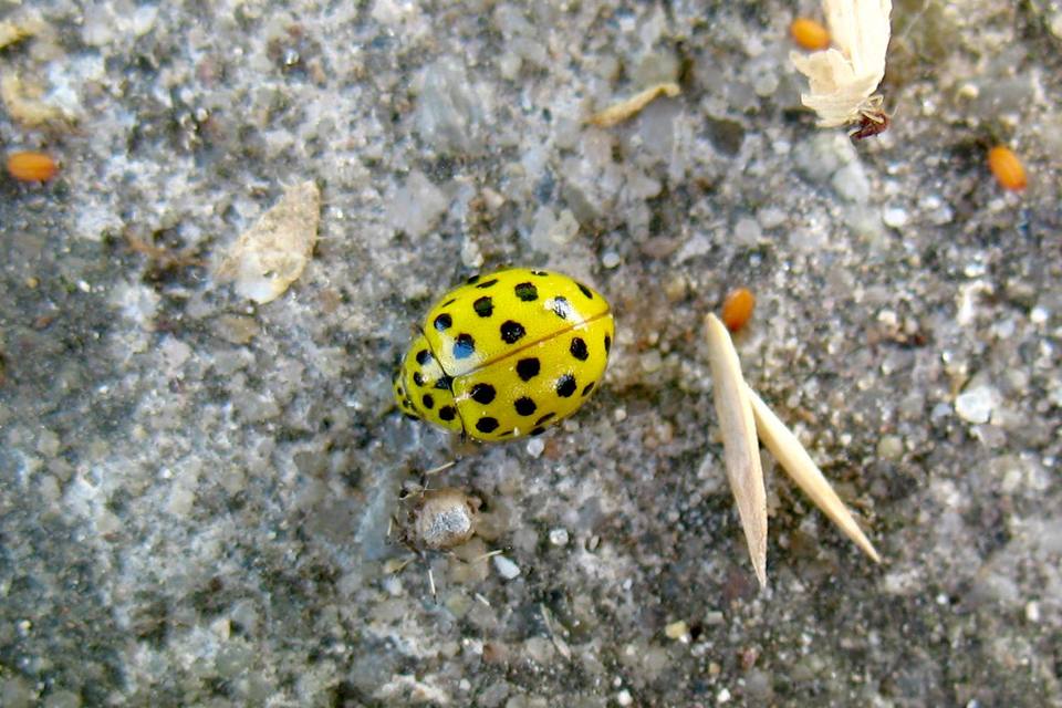 Psyllobora vigintiduopunctata - huszonkétpettyes katica