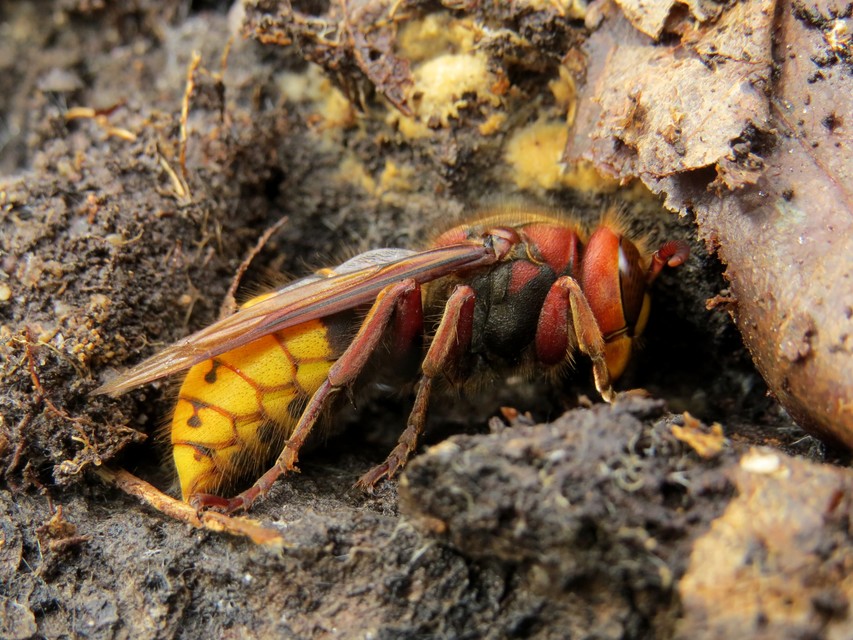 Vespa crabro - lódarázs