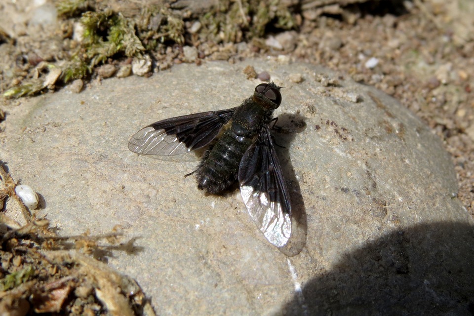 Hemipenthes morio - közönséges gyászlégy