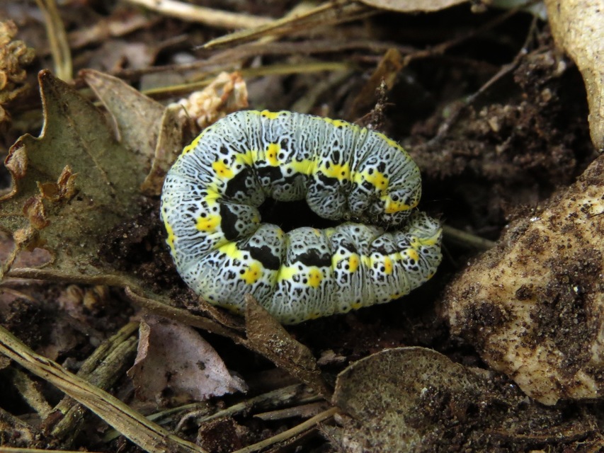 Artiora evonymaria - kecskerágó-araszoló