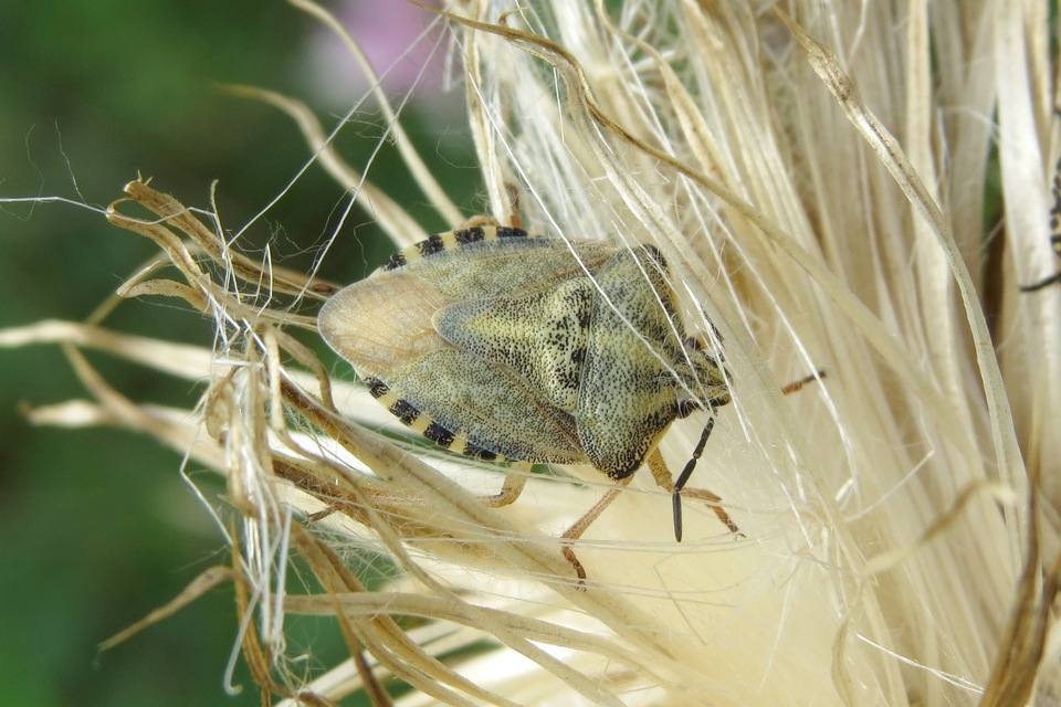 Carpocoris Carpocoris
