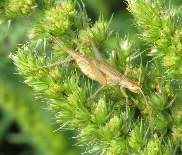 Oecanthus pellucens - pirregőtücsök
