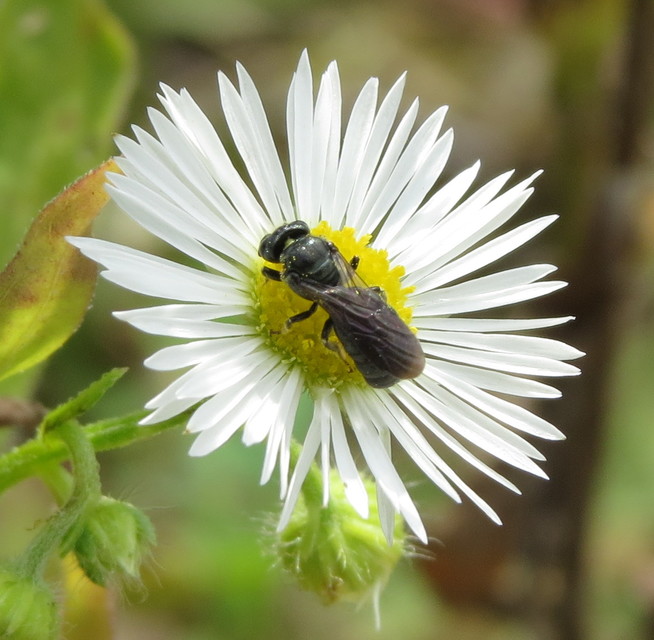 Sphecodes