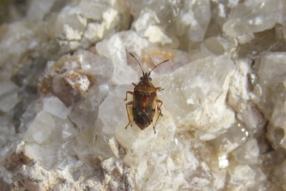 Kleidocerys resedae - nyírbodobács