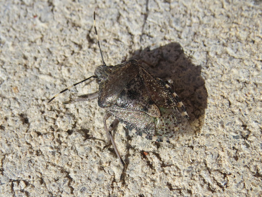 Rhaphigaster nebulosa - bencepoloska