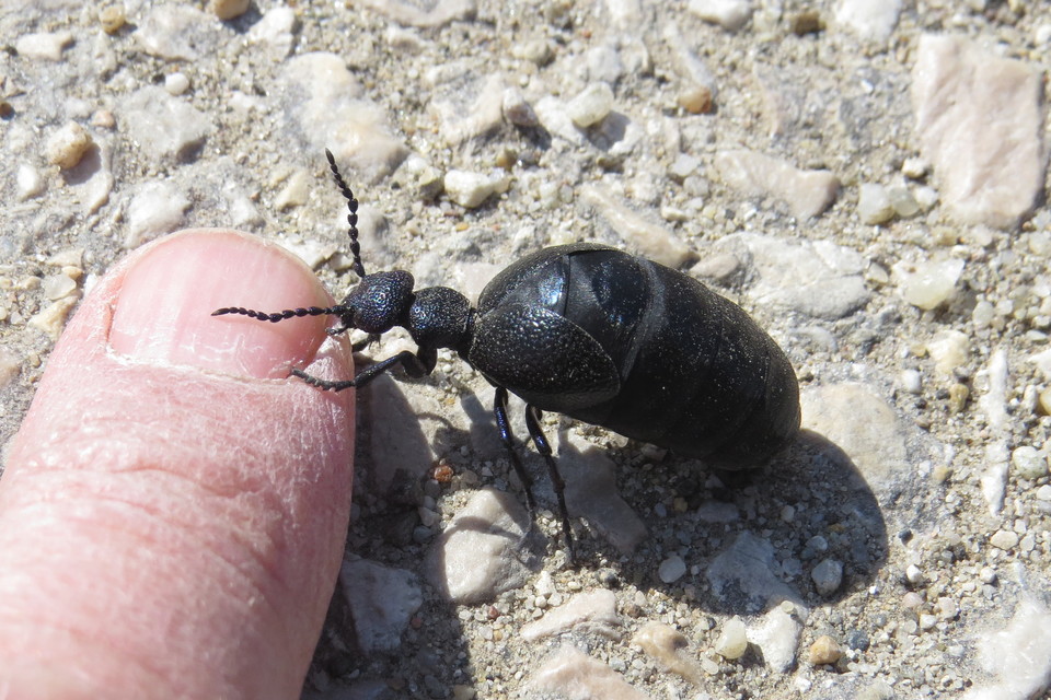 Meloe proscarabaeus - közönséges nünüke