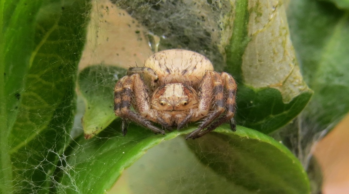 Xysticus