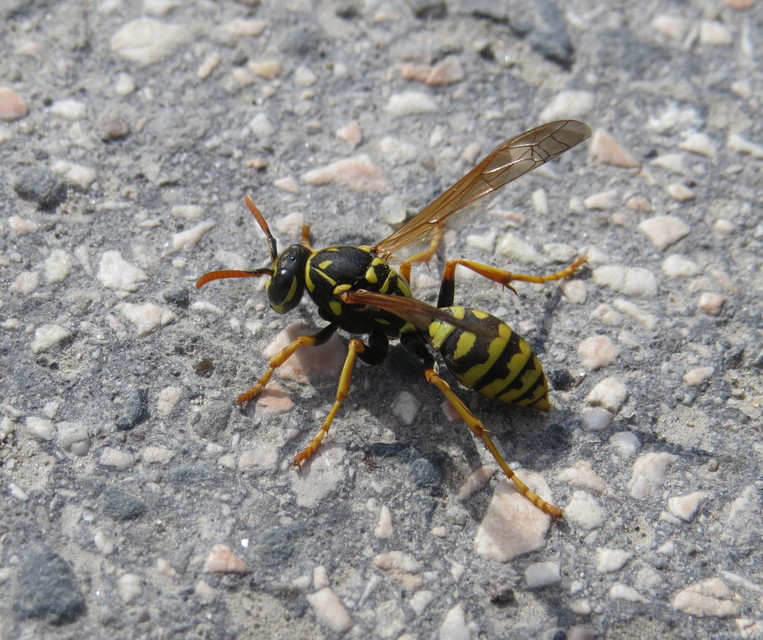 Polistes dominulus - déli papírdarázs