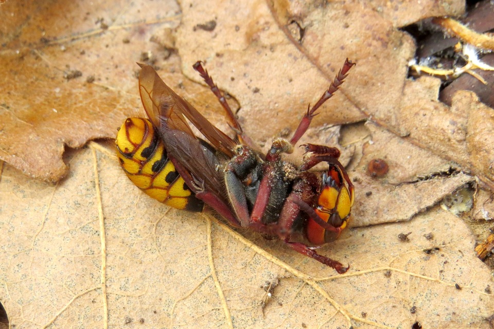 Vespa crabro - lódarázs