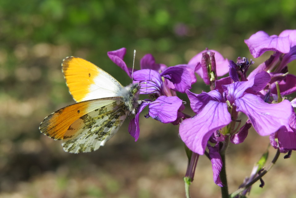 Anthocharis cardamines - hajnalpírlepke