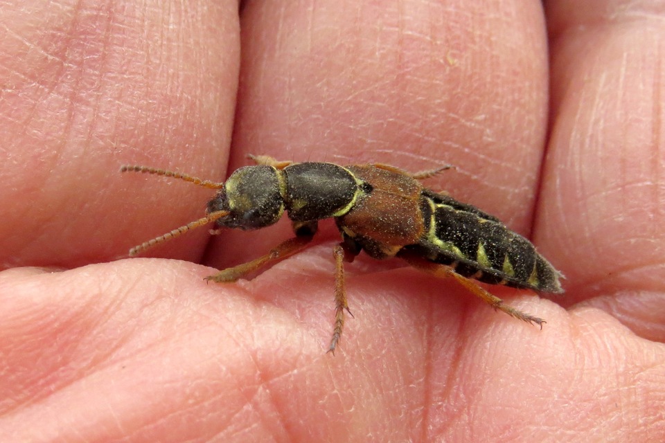 Staphylinus caesareus - aranysujtásos holyva