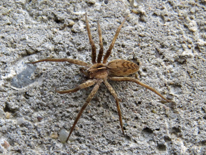 Pisaura mirabilis - csodáspók