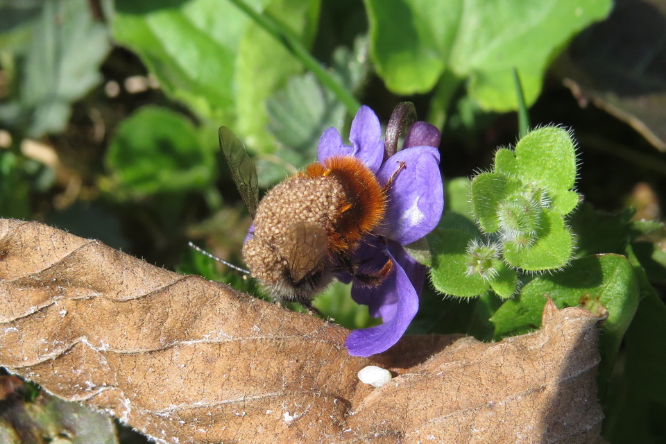 Osmia cornuta - szarvas faliméh