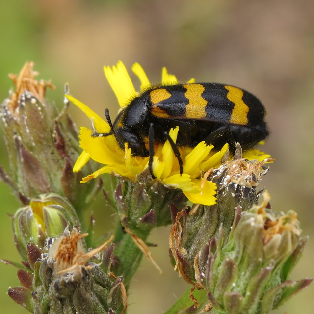Mylabris variabilis - szalagos hólyaghúzó Mylabris variabilis - szalagos hólyaghúzó