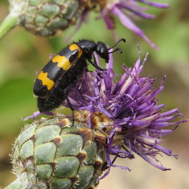 Mylabris variabilis - szalagos hólyaghúzó Mylabris variabilis - szalagos hólyaghúzó