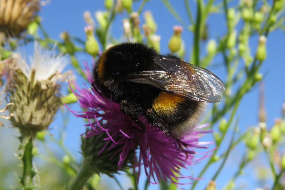 Bombus terrestris/lucorum