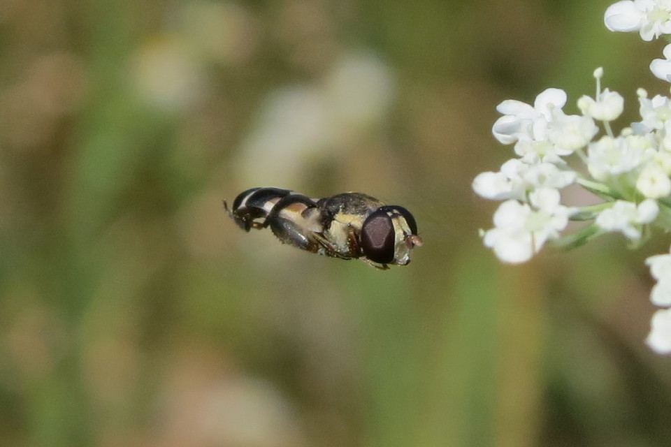 Syritta pipiens - zizegő comboslégy