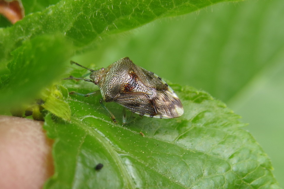 Elasmucha grisea - nyír-dajkapoloska Elasmucha grisea - nyír-dajkapoloska