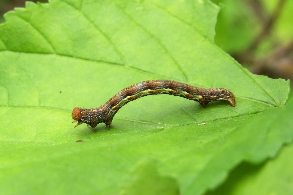 Erannis defoliaria - nagy téliaraszoló