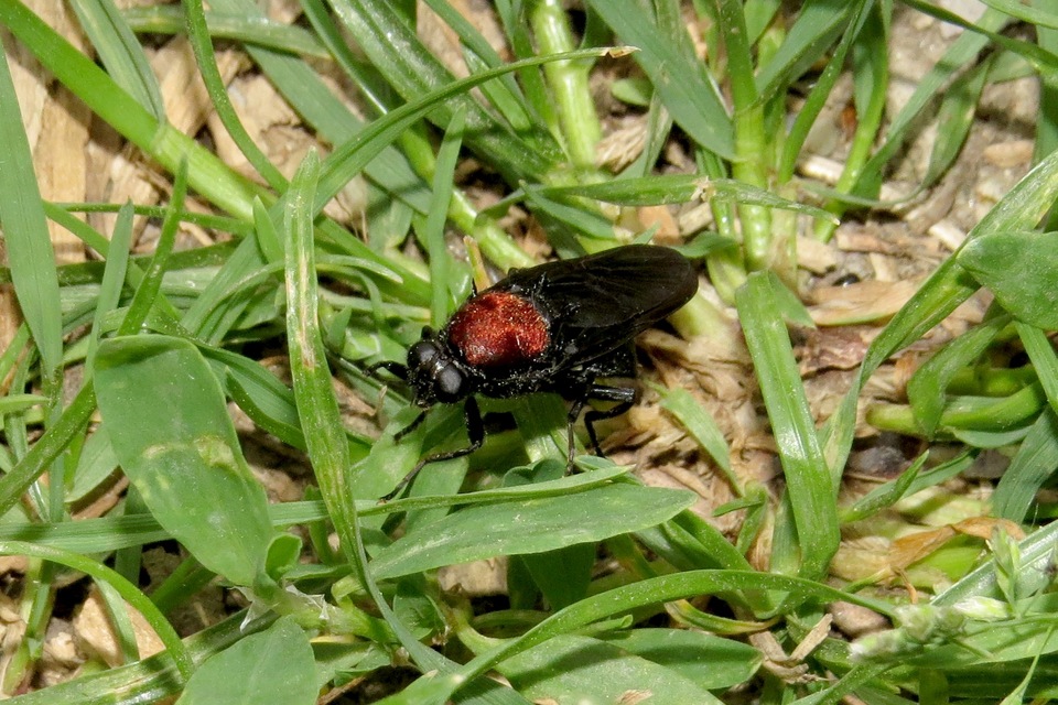 Clitellaria ephippium - tüskéshátú légy
