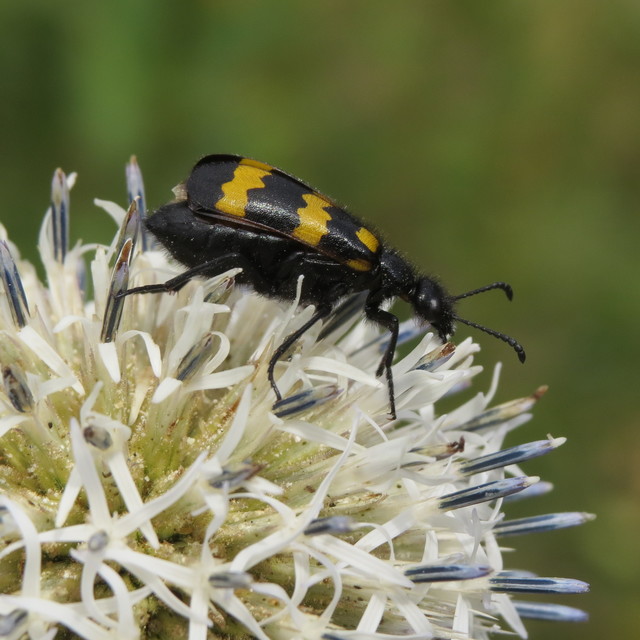 Mylabris variabilis - szalagos hólyaghúzó Mylabris variabilis - szalagos hólyaghúzó