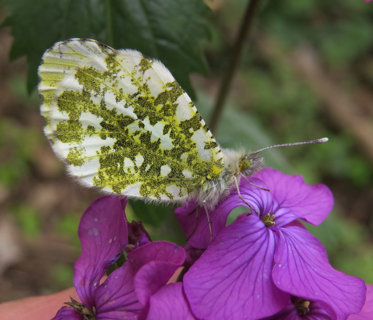 Anthocharis cardamines - hajnalpírlepke