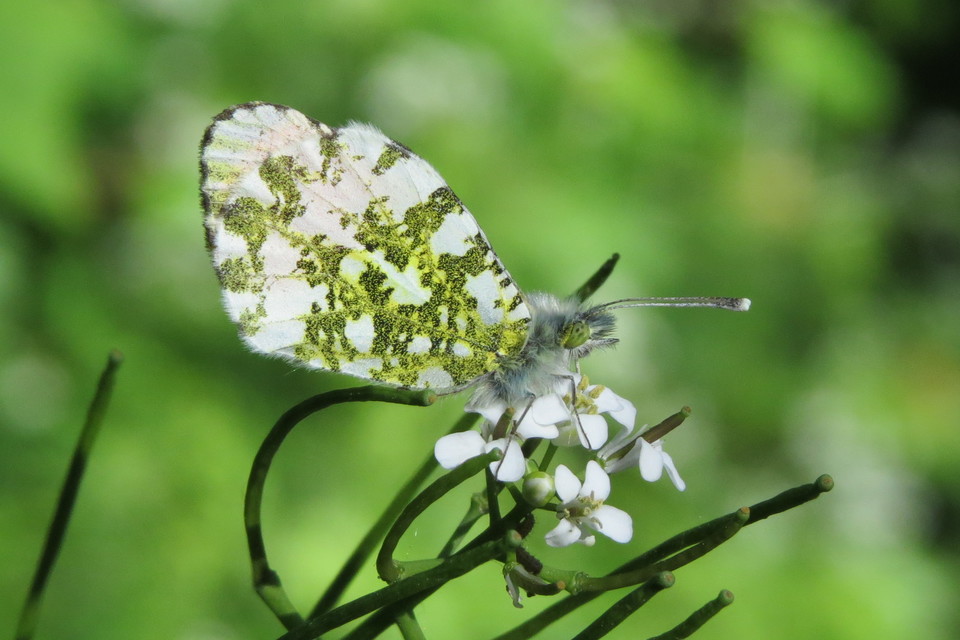 Anthocharis cardamines - hajnalpírlepke