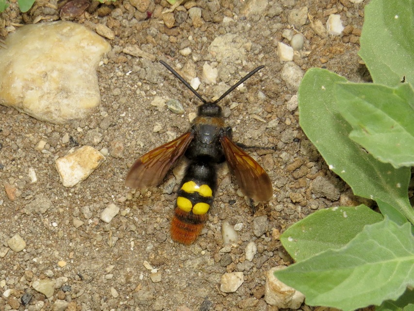Megascolia maculata - óriás-tőrösdarázs