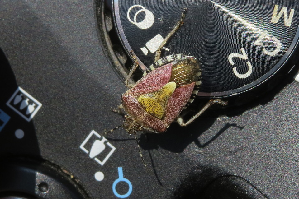 Dolycoris baccarum - közönséges bogyómászó-poloska Dolycoris baccarum - közönséges bogyómászó-poloska