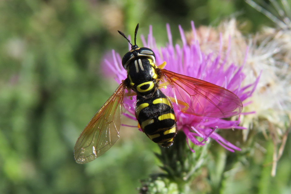 Chrysotoxum elegans - hegyvidéki öveslégy