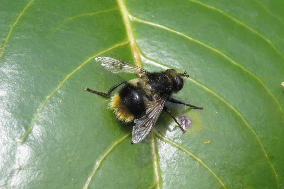 Mallota fuciformis - tarka gyapjaslégy
