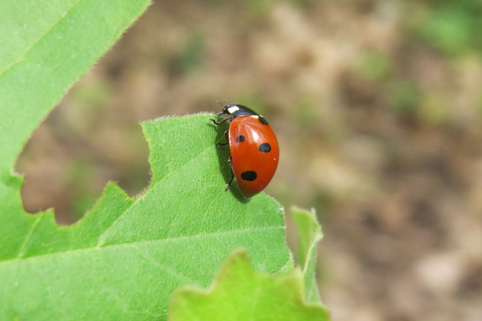Coccinella septempunctata - hétpettyes katica