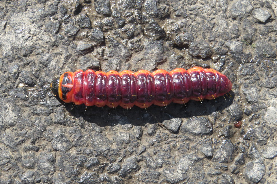 Cossus cossus - fűzfarontólepke