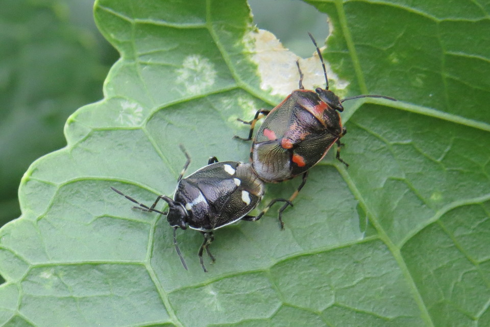 Eurydema oleracea - paréjpoloska Eurydema oleracea - paréjpoloska