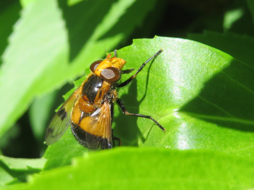 Volucella inflata - kis pihelégy