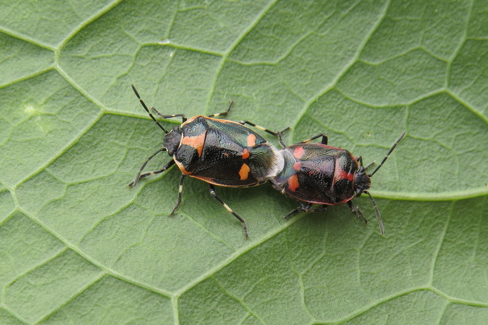 Eurydema oleracea - paréjpoloska Eurydema oleracea - paréjpoloska