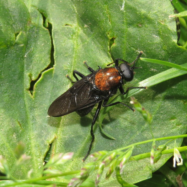 Clitellaria ephippium - tüskéshátú légy
