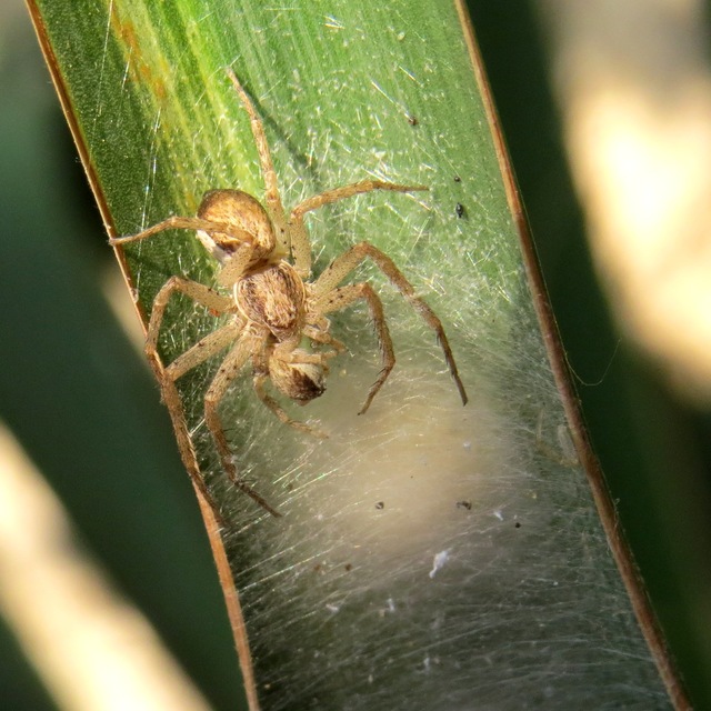 Philodromus dispar - lomb karolópók