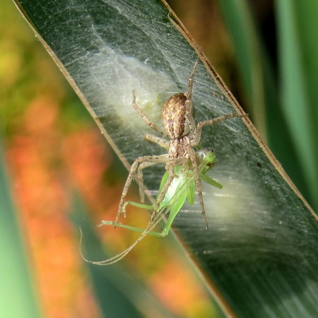 Philodromus dispar - lomb karolópók