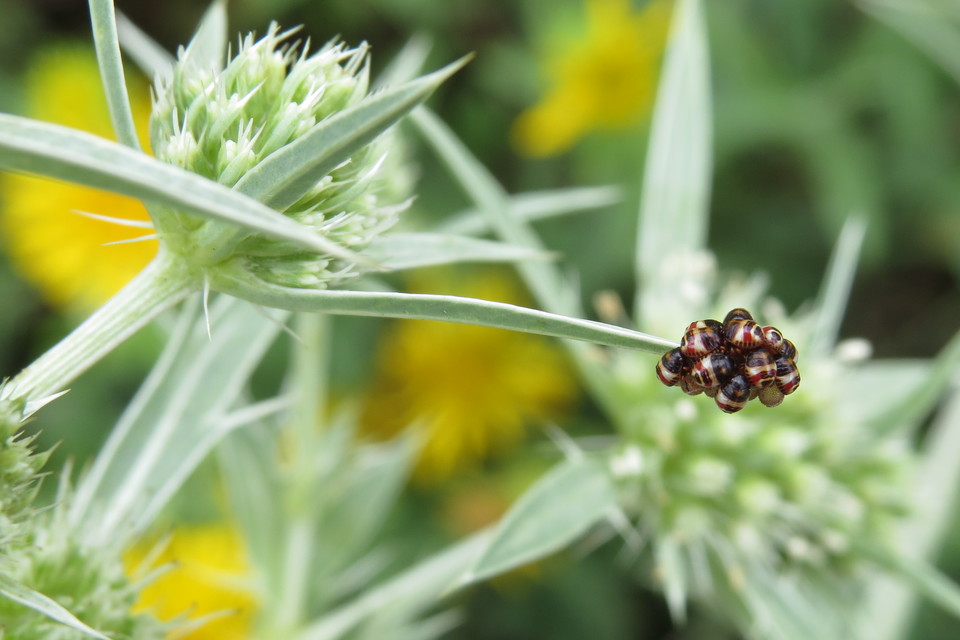 Carpocoris Carpocoris